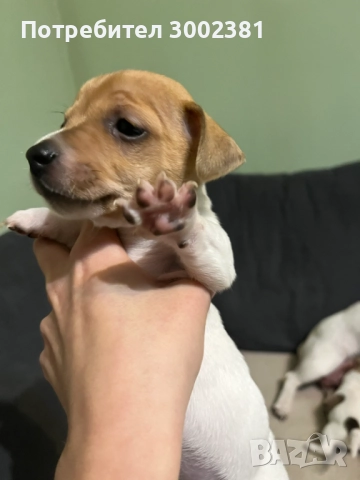 Джак Ръсел териер, снимка 8 - Джак ръсел териер - 52887126