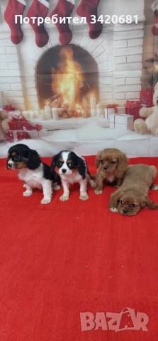 Кавалер кинг чарлз шпаньол , снимка 2 - Кавалер кинг чарлз шпаньол - 52612230