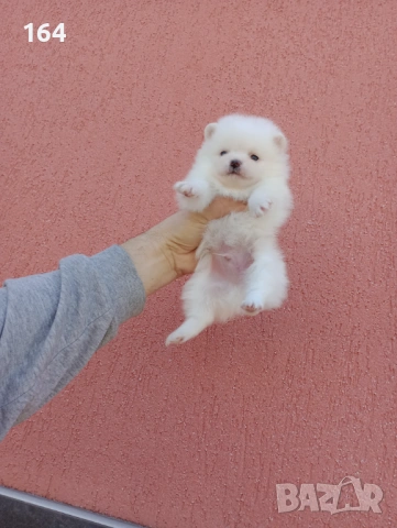 Чисто бяло мини момченце. Померан., снимка 4 - Померан - 53027687