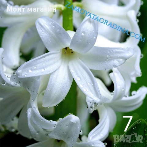 Зюмбюл 7 цвята, снимка 7 - Градински цветя и растения - 53641380