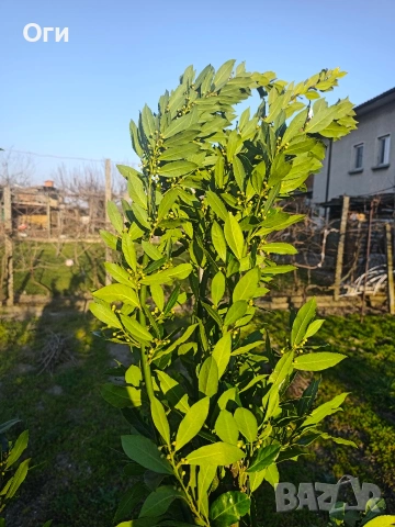 дафинов лист