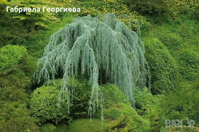 Плачещ атласки кедър 