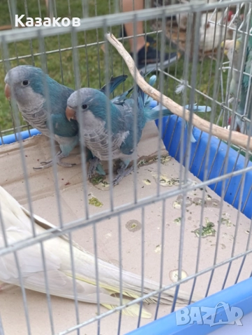 Продавам двойка монаси, снимка 1