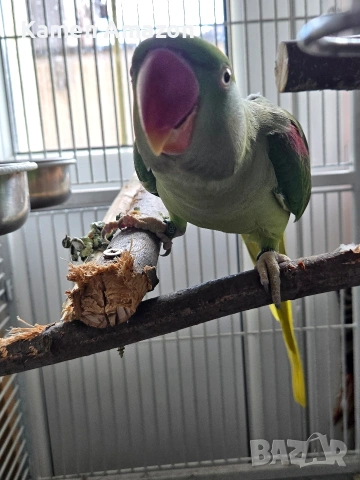 папагал голям Александър , снимка 3 - Папагали - 53145627
