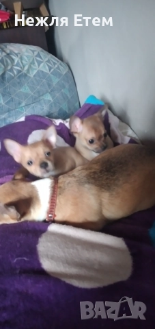 Пинчери , снимка 2 - Пинчер - 52799966