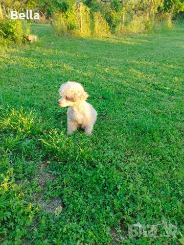 Малтипу/Maltipoo , снимка 5 - Пудели - 55911428