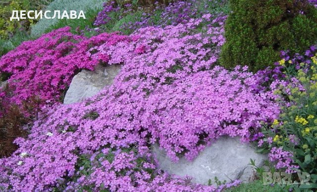 Цветя и растения за градината - Димитровград: - ХИТ цени - Онлайн — Bazar.bg