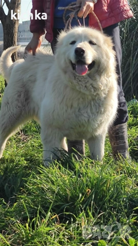 Кавказка овчарка, снимка 12 - Кавказка овчарка - 53840449