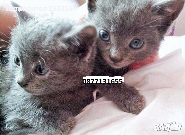 Руска синя котка-малки котета на 50 дни мъжко и женско в Руска синя ...