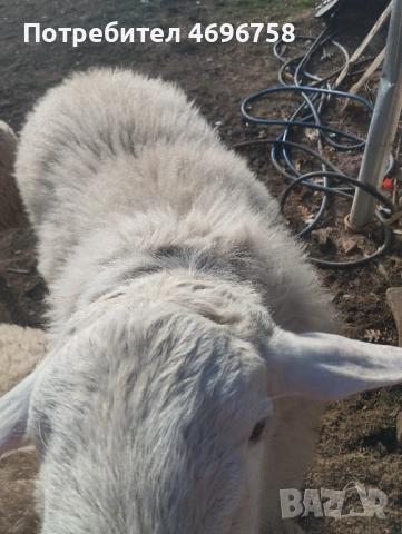 Продавам овен на година и половина, снимка 4 - Овце - 52946737