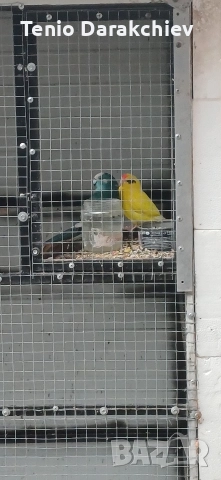 свобадни, снимка 5 - Папагали - 52853846