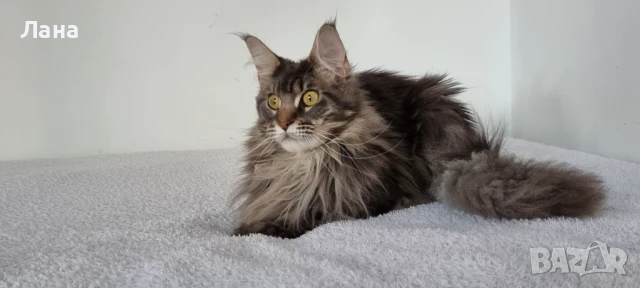 Мейн кун коте, снимка 7 - Мейн кун - 35948872