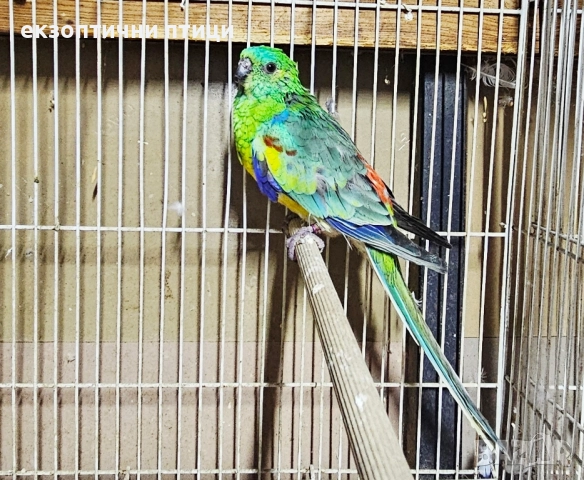 Продавам Пойни Папагали , снимка 6 - Папагали - 52528413