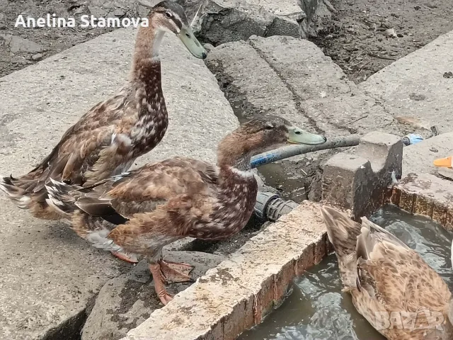 индийски бегачи чифтове, снимка 5 - други­ - 54100790
