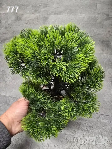 Бонзай , Бонсай, снимка 3 - Декорация за дома - 40250557