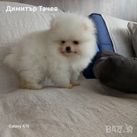 Мъжки померан 