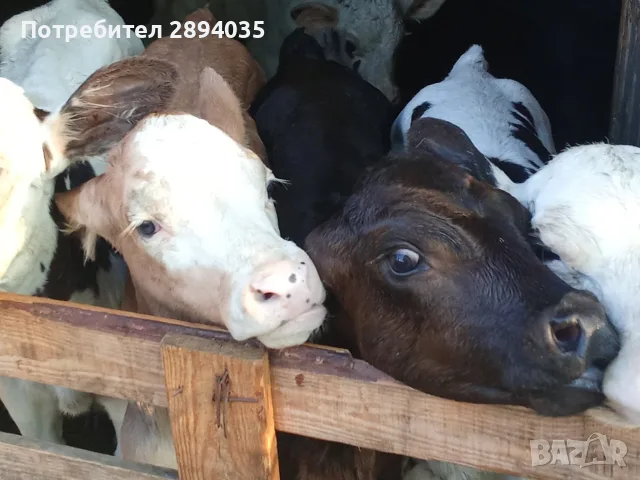 бозайници 6 бройки , снимка 4 - Крави - 55800680