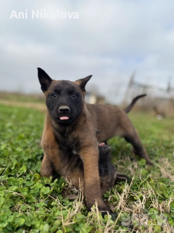 Чистокръвни белгийски овчарки, снимка 15 - Белгийска овчарка - 53026515