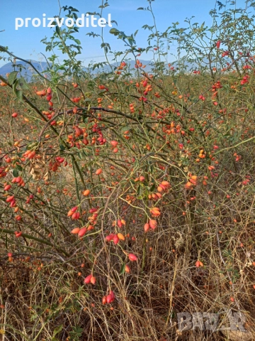 Продавам комбайн за шипки,арония,малини, снимка 7 - Селскостопанска техника - 51715440