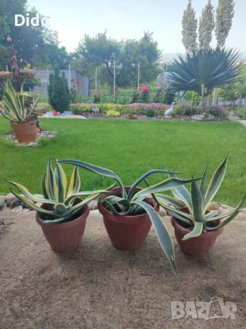 Агаве ,цветя, снимка 3 - Градински цветя и растения - 42062687