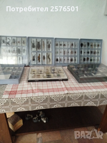 Истински буболечки и чудновати животинки, снимка 3 - Други - 52686624