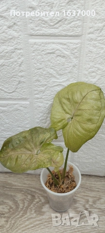 Сингониум Roxanne , снимка 2 - Стайни растения - 53848557