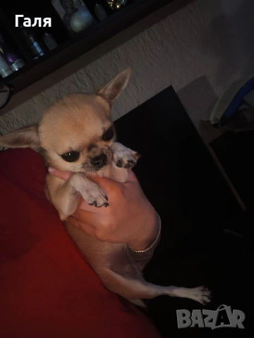 мини чихуахуа , снимка 2 - Чихуахуа - 53490172