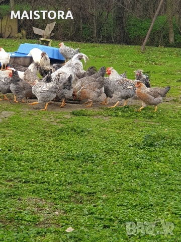 петли , снимка 3 - Кокошки и пуйки - 52877716