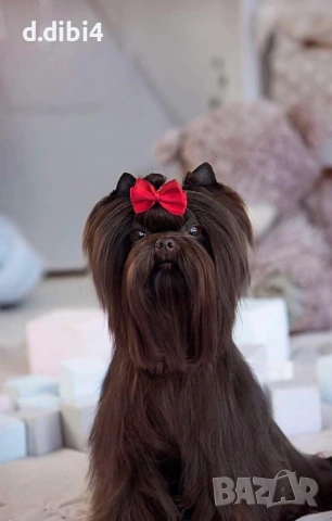 Мини йоркширски териер -шоколадово!!, снимка 8 - Йоркширски териер - 52705136