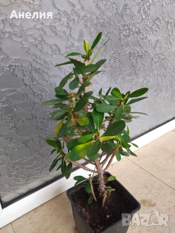 Исусов венец на 2 години развито, снимка 2 - Стайни растения - 53333151