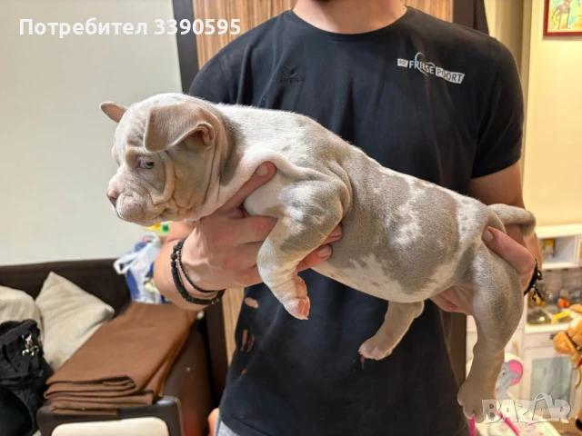 Американско були Покет Момиче, снимка 3 - Питбул - 51038980