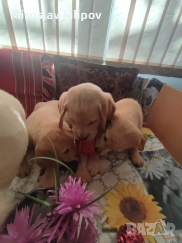 Лабрадор 2-мъжки 2-женски , снимка 12 - Лабрадор ретривър - 52869132