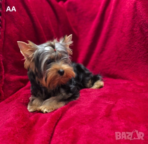 Йоркширски териер-момче, с родословие, снимка 2 - Йоркширски териер - 53323149