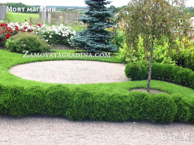 Туя Голд Даника Tuja Danica Gold, снимка 5 - Градински цветя и растения - 53650029