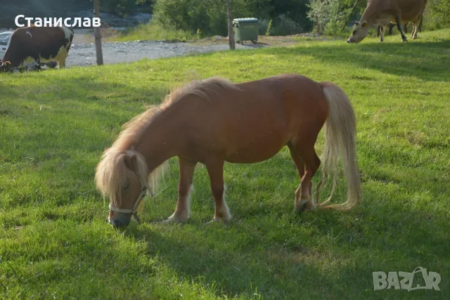 Продавам Шотландско Пони, снимка 2 - Коне - 55767452