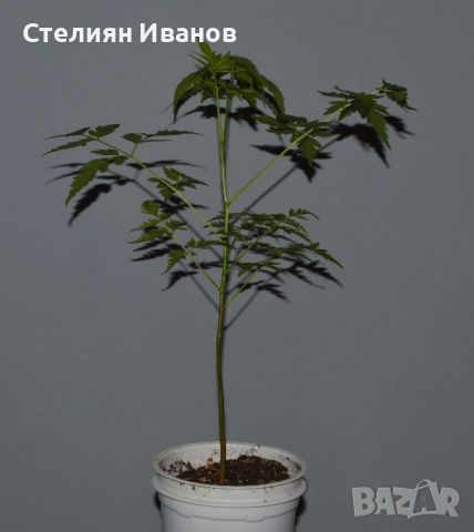 Хималайска мелия (Melia azedarach), снимка 6 - Градински цветя и растения - 51468561