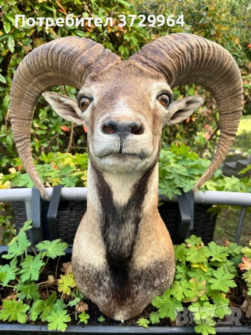 Трофеи от муфлони, снимка 10 - Други - 50464152