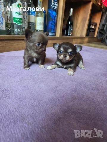 Продавам чихоа, снимка 2 - Чихуахуа - 53705975