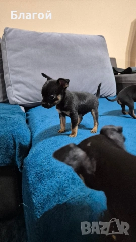 Мини Пинчери, снимка 8 - Пинчер - 53685177