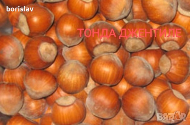 Лешници - Тонда джентиле, Ран трапезундски, Римски и Тонда ди джифони, снимка 6 - Разсади - 42337007