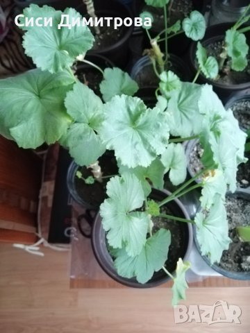 Мушкато, снимка 2 - Стайни растения - 44400737