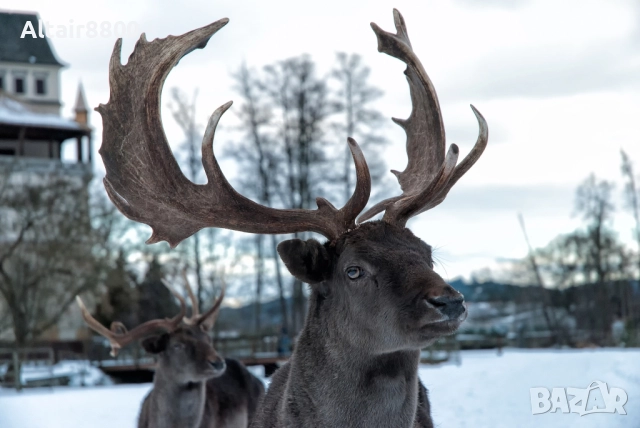 Nikon D3000 фотоапарат + два обектива и аксесоари Никон, снимка 16 - Фотоапарати - 52813773