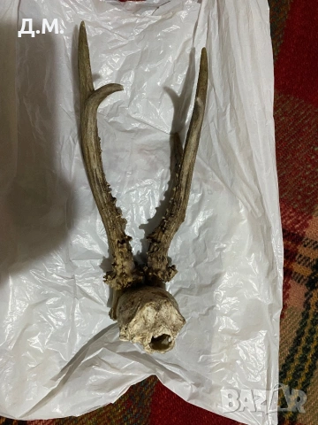 Рога от сръндак , снимка 2 - Антикварни и старинни предмети - 53142670