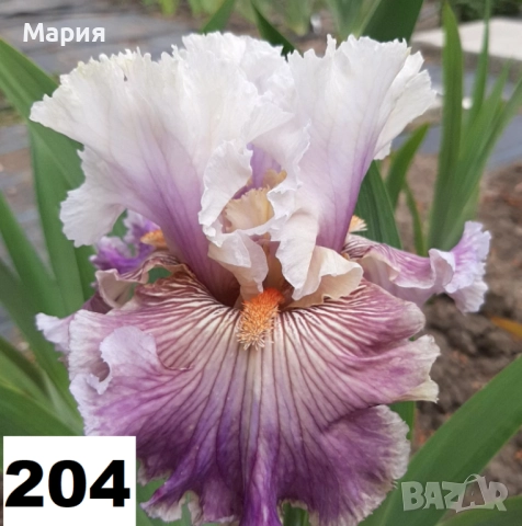 Сортови вискоки ириси /брадати ириси, снимка 17 - Градински цветя и растения - 51459213