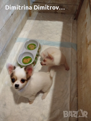 Женски мини чихуахуа, снимка 4 - Чихуахуа - 53622941