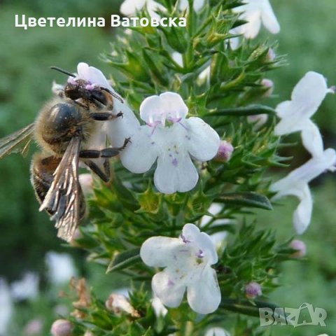  Сертифициран разсадо-посадъчен материал за  участие в Европейски  програми , снимка 5 - Разсади - 34203285