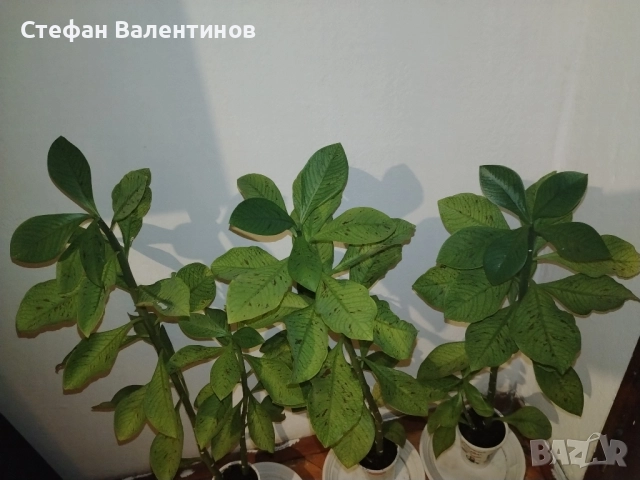Euphorbia Synadenium grantii (каучуково дърво) , снимка 6 - Градински цветя и растения - 51625139
