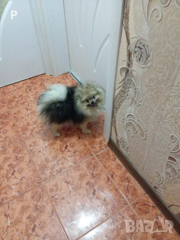 Мъжки померан за разплод