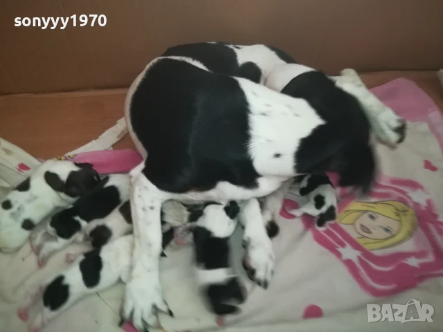 ДЖАК РЪСЕЛ БЕБЕТА 1408250720, снимка 13 - Джак ръсел териер - 51360990