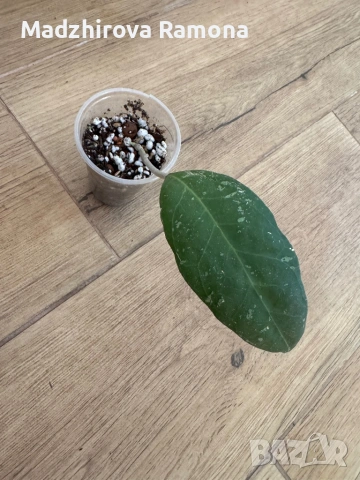 Hoya Verticillata wayang 